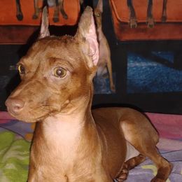Daisy - Miniature Pinscher