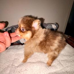 Poppy - Chocolate merle female Pomeranian puppy in East Mountain, Texas from Fairchild Fancy Pomeranians and Coachella Pomeranians