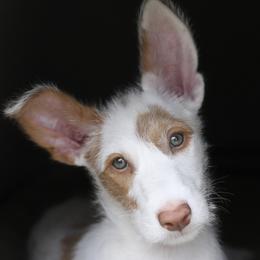 Ibizan Hound Puppies from Altamira Wire Ibizan Hounds