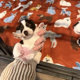 Bindi - Liver female Miniature Schnauzer puppy in Scottsboro, Alabama from EsKay Mini Schnauzers