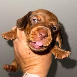 Boy 4 - choc based Red - Red male Dachshund puppy in Pierson, Florida from Michelle’s Mini Dachshunds