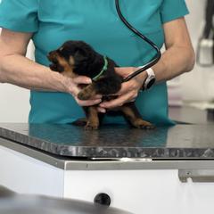 Green Collar - Black and rust male Beauceron puppy in Floyd’s Knobs, Indiana from Birdwing Beaucerons