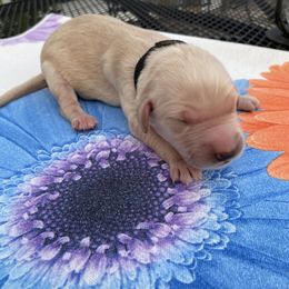 Goldendoodle Puppies from Cottage Companion Doodles