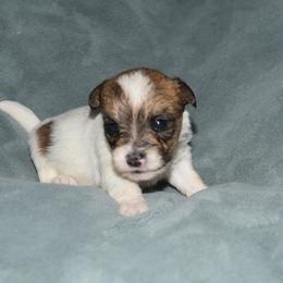 Ina Girl 4 - White and tan female Russell Terrier puppy in Middletown, Virginia from DBF Russell Terriers
