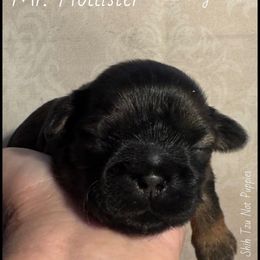 Mr. Hollister - Black gold and white male Shih Tzu puppy in Beatrice, Nebraska from I Shih Tzu Not Puppies