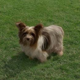 Willow - Yorkshire Terrier