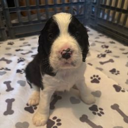 Boy 4 - Black and white male English Springer Spaniel puppy in Knoxville, Maryland from Shay-Dee Springers