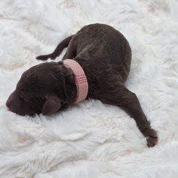 Pink - Martha - Brown female Poodle puppy in Copperas Cove, Texas from Poodles of Valor