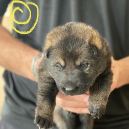 German Shepherd Puppies from Sua Sponte GSDs