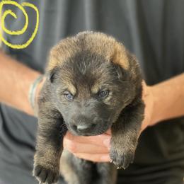 German Shepherd Puppies from Sua Sponte GSDs