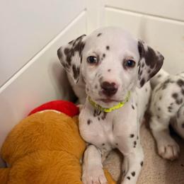 Girl 3 L green - White and liver brown female Dalmatian puppy in Miami, Florida from Soflo Dalmatians