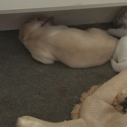Kelly - Light golden female Golden Retriever puppy in Warrenton, Virginia from Four Lochs LLC