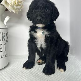 Sheepadoodle Puppies from Smokey Mountain Sheepadoodles