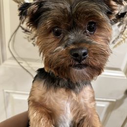 Coco - Yorkshire Terrier