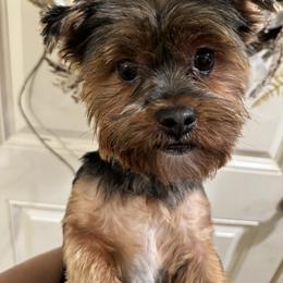 Coco - Yorkshire Terrier