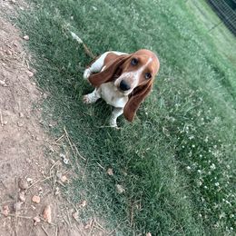 River - Basset Hound