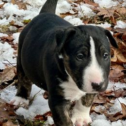 Little Man - Black brindle and white male Bull Terrier puppy in Springfield, Ohio from Lynn Hill Bull Terriers