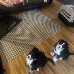 Bernese Mountain Dog Puppies from Bastian Mountain Dogs