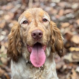 Elvis - English Springer Spaniel