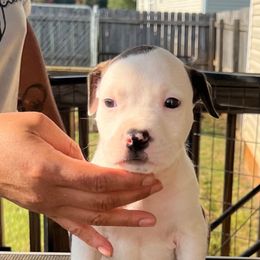 Boy 2 - American Staffordshire Terrier puppy in Byron, Georgia from Lelani