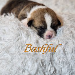 Boy 5 - Pembroke Welsh Corgi puppy from Five Heart's Corgis