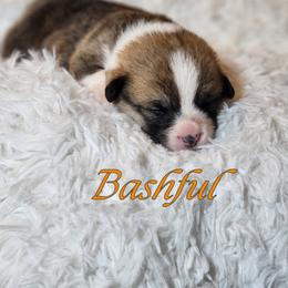 Boy 5 - Pembroke Welsh Corgi puppy from Five Heart's Corgis