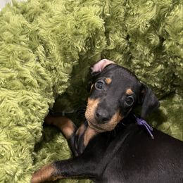 Female 3 - Black and tan female Manchester Terrier puppy in Lyman, Virginia from Raintree Manchester Terriers