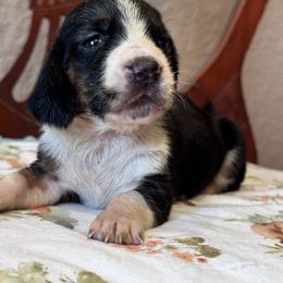 Betty - Black white and tan female Basset Hound puppy in Inman, Nebraska from Sandhill Hounds of Nebraska