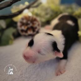 Chinese Crested Puppies from Crestie Charm Cottage