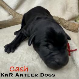 Cash - Black male Labrador Retriever puppy in Grants Pass, Oregon from KnR Antler Dogs ~ Labrador Retrievers & Corgis