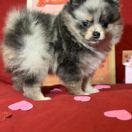 Pomeranian Puppies from Summer Set Poms