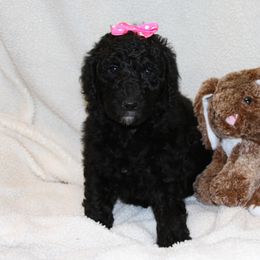 Poodle Puppies from Standard Poodles of Forest Lakes