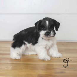 Griffin - Parti male Miniature Schnauzer puppy in Diamond Valley, Utah from JoJo's Schnauzers