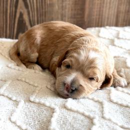 Muffin - Caramel female Australian Labradoodle puppy in Auburn, Washington from West Valley Labradoodles