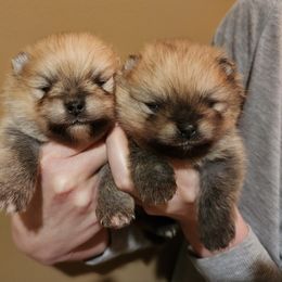 Pomeranian Puppies from Pardi Poms