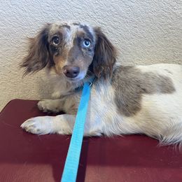 Ezzie - Dachshund