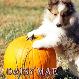 Pomsky, Rottweiler, Shetland Sheepdog, and Toy Shetland Sheepdog Puppies from Mountain High Kennels