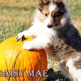 Pomsky, Rottweiler, Shetland Sheepdog, and Toy Shetland Sheepdog Puppies from Mountain High Kennels