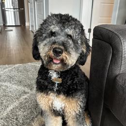 Bernedoodle All Grown Up from Mindys Doodles