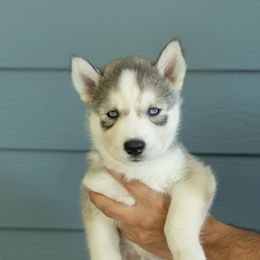 Knuckles - Gray and white male Siberian Husky puppy in Mc Cleary, Washington from Chelsea's Huskies
