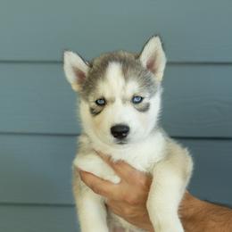 Knuckles - Gray and white male Siberian Husky puppy in Mc Cleary, Washington from Chelsea's Huskies