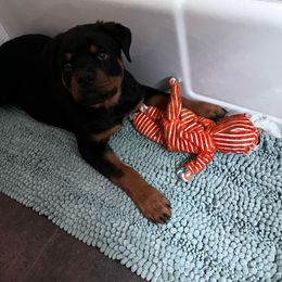 Rottweiler and Yorkshire Terrier Puppies from Superior Family Kennels