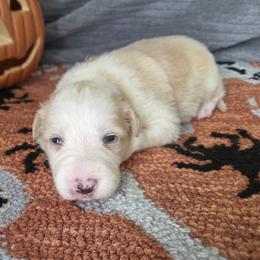 Esme - Gold female Border Collie puppy in Gary, Indiana from Lake Ridge Border Collies
