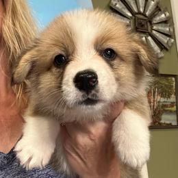 Bob - Sable male Pembroke Welsh Corgi puppy in New Auburn, Wisconsin from Cordell Corgis