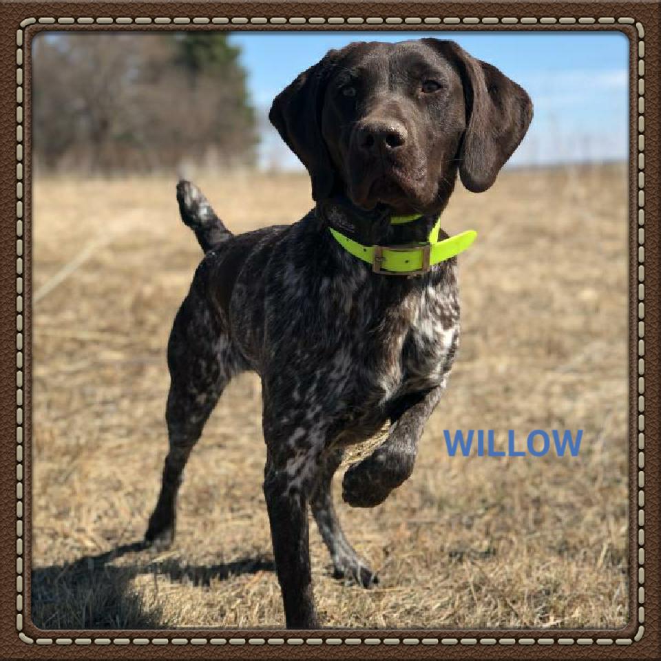 WILLOW