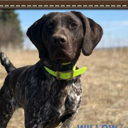 WILLOW - German Shorthaired Pointer