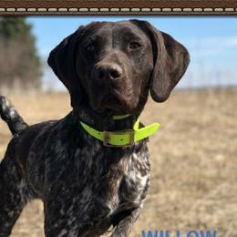 WILLOW - German Shorthaired Pointer