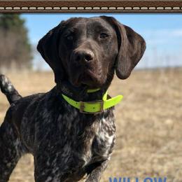 WILLOW - German Shorthaired Pointer