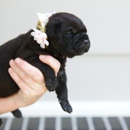 Yellow - Black female Cane Corso puppy in Citrus Heights, California from Nor Cal Guardians