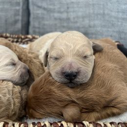 Goldendoodle Puppies from Mini Goldendoodles of New England